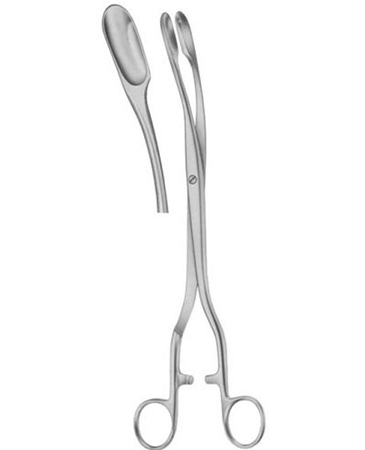 Winter Ovum Scalp Flap Forcep