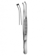 Delicate Forceps Fox